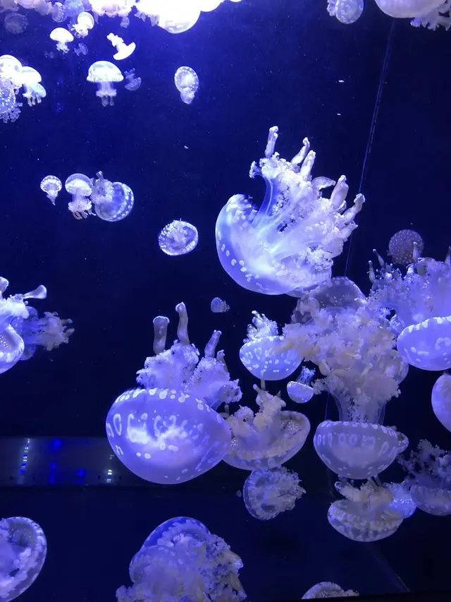鶴岡市立加茂水族館（クラゲドリーム館）