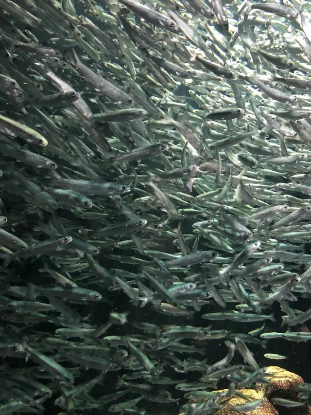 鶴岡市立加茂水族館（クラゲドリーム館）