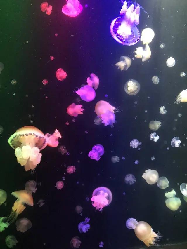 鶴岡市立加茂水族館（クラゲドリーム館）