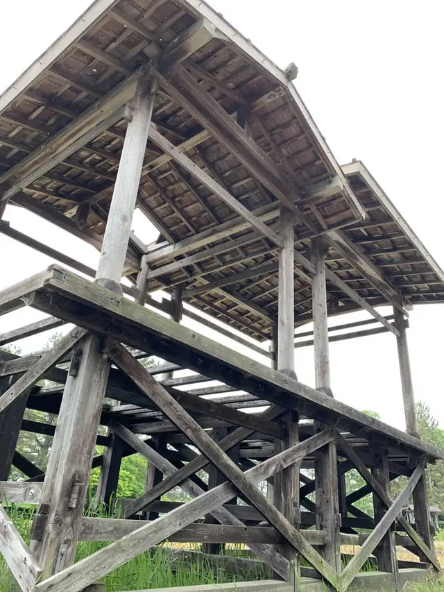 天王川公園の藤