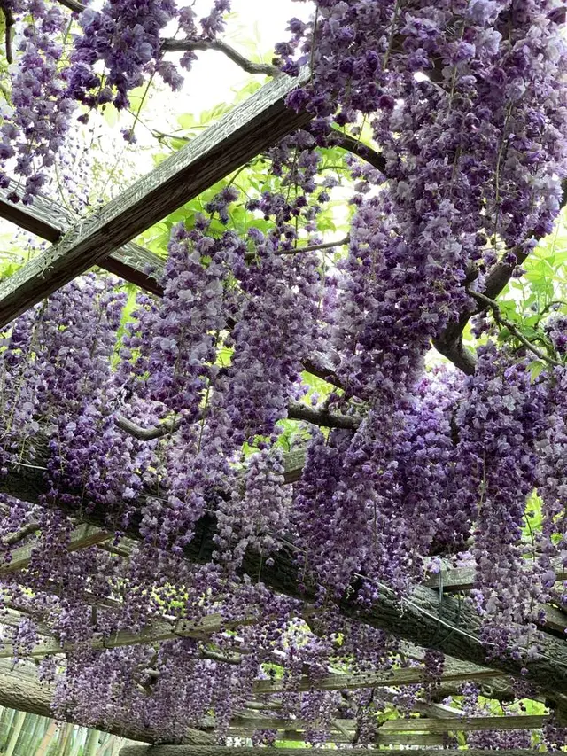 天王川公園の藤
