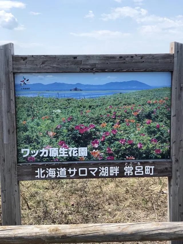 ワッカ原生花園
