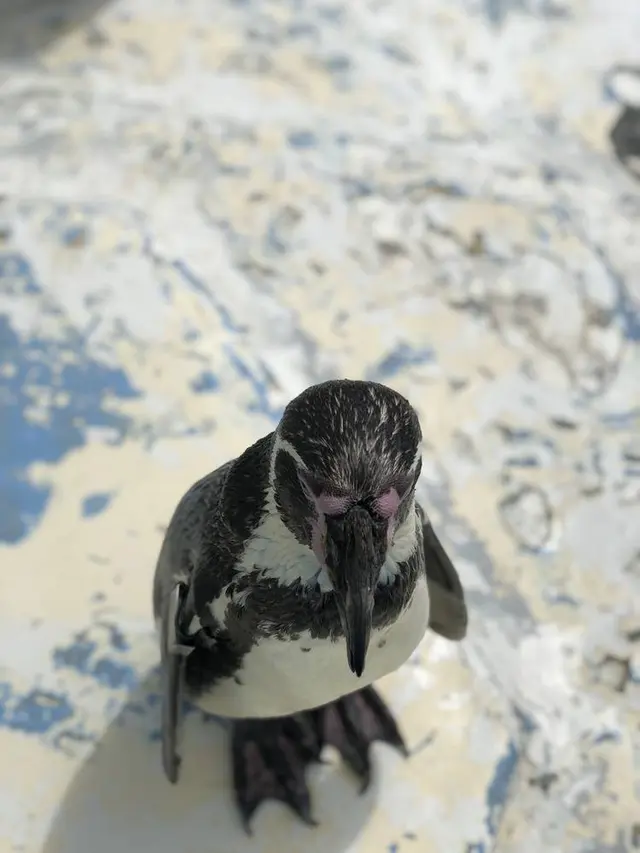 稚内市立ノシャップ寒流水族館