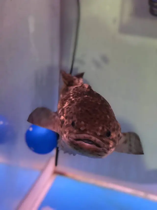 稚内市立ノシャップ寒流水族館