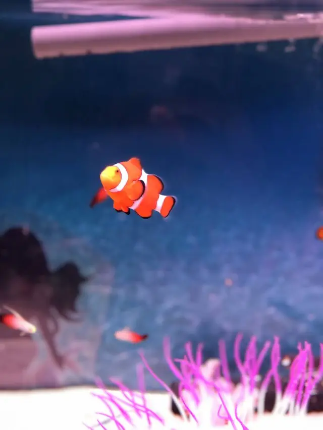 稚内市立ノシャップ寒流水族館