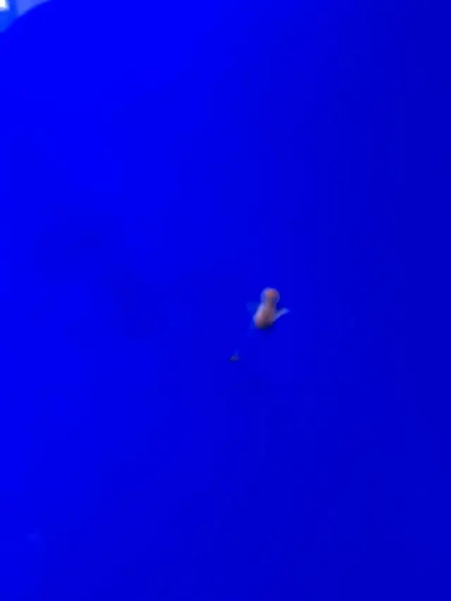 稚内市立ノシャップ寒流水族館