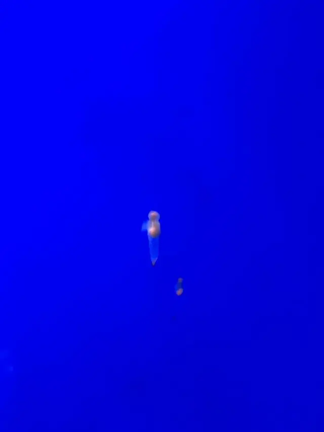 稚内市立ノシャップ寒流水族館