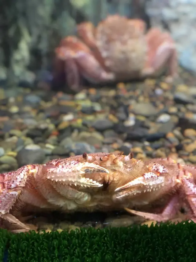 稚内市立ノシャップ寒流水族館