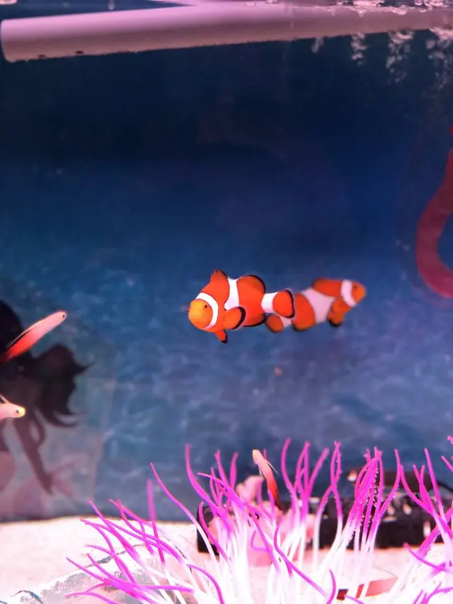 稚内市立ノシャップ寒流水族館