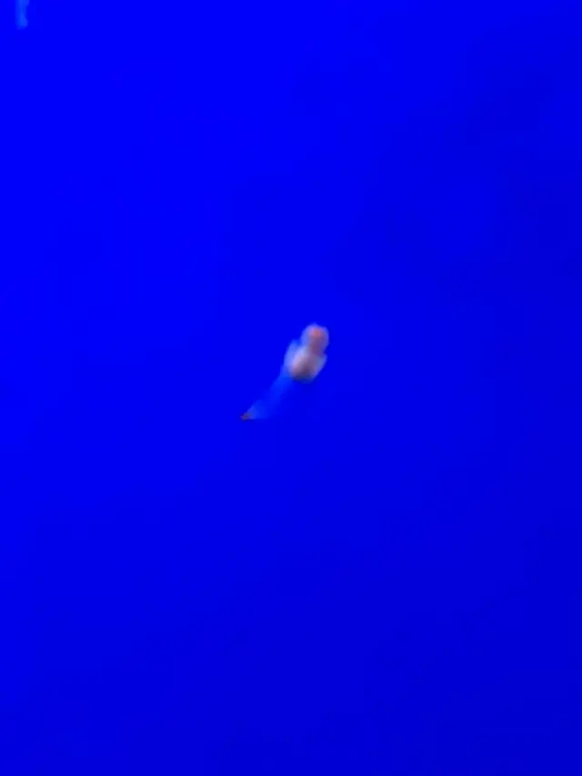 稚内市立ノシャップ寒流水族館