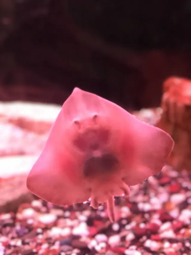 稚内市立ノシャップ寒流水族館