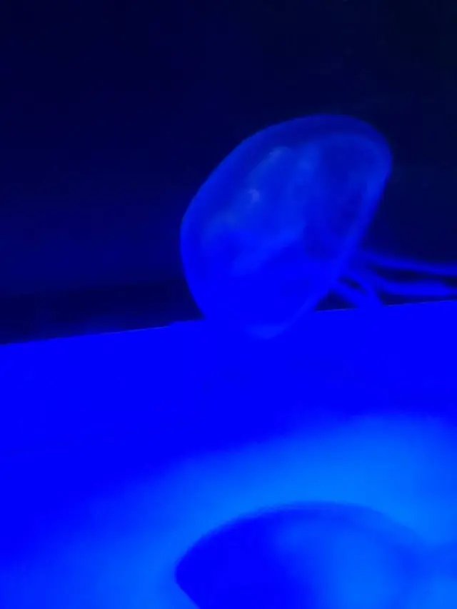 稚内市立ノシャップ寒流水族館