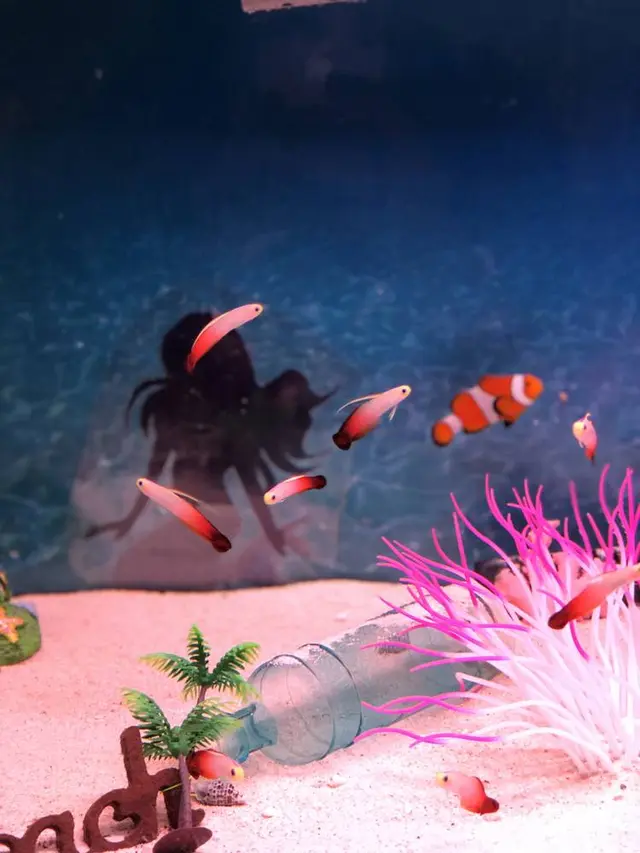 稚内市立ノシャップ寒流水族館