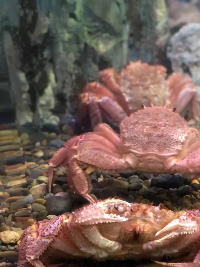 稚内市立ノシャップ寒流水族館