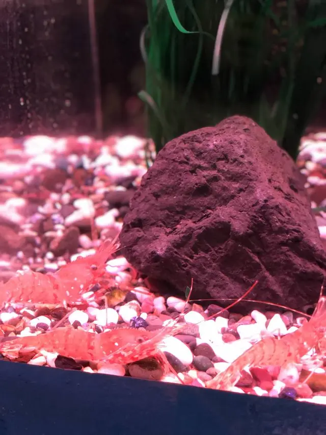 稚内市立ノシャップ寒流水族館