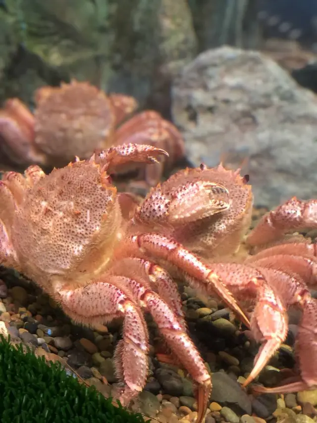 稚内市立ノシャップ寒流水族館
