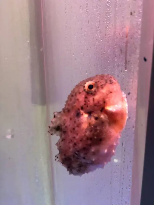稚内市立ノシャップ寒流水族館
