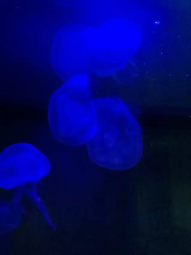 稚内市立ノシャップ寒流水族館