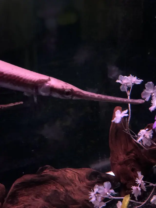 稚内市立ノシャップ寒流水族館