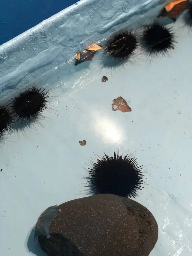 稚内市立ノシャップ寒流水族館