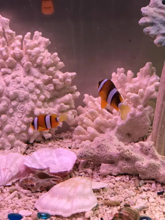 稚内市立ノシャップ寒流水族館