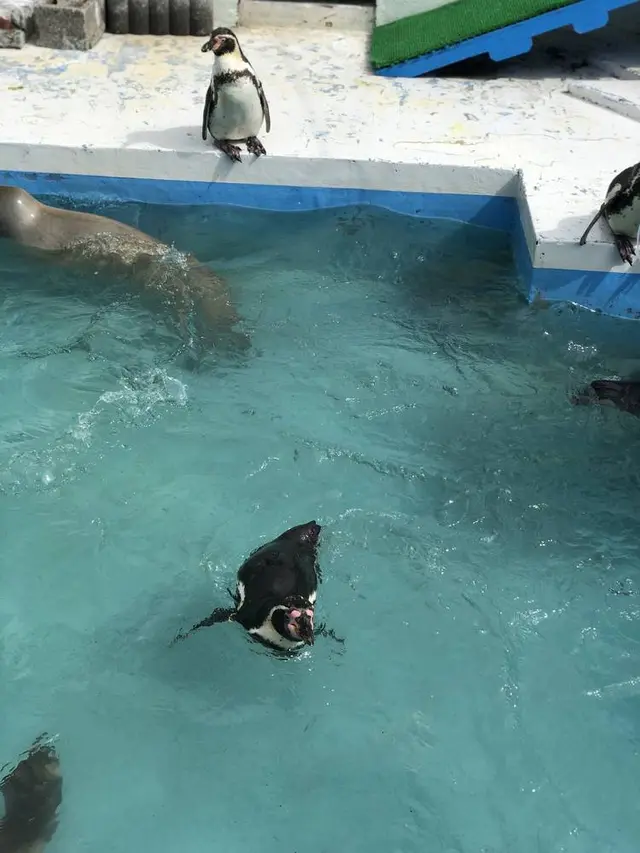 稚内市立ノシャップ寒流水族館