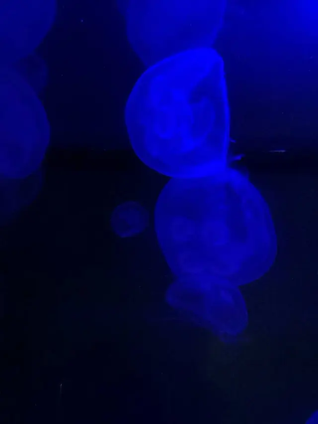 稚内市立ノシャップ寒流水族館