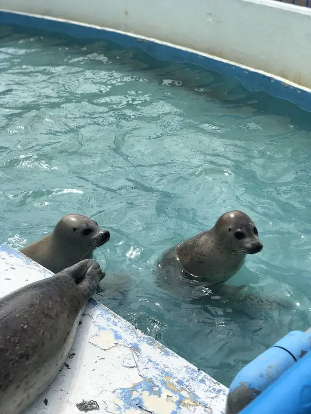稚内市立ノシャップ寒流水族館