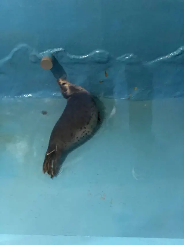 稚内市立ノシャップ寒流水族館