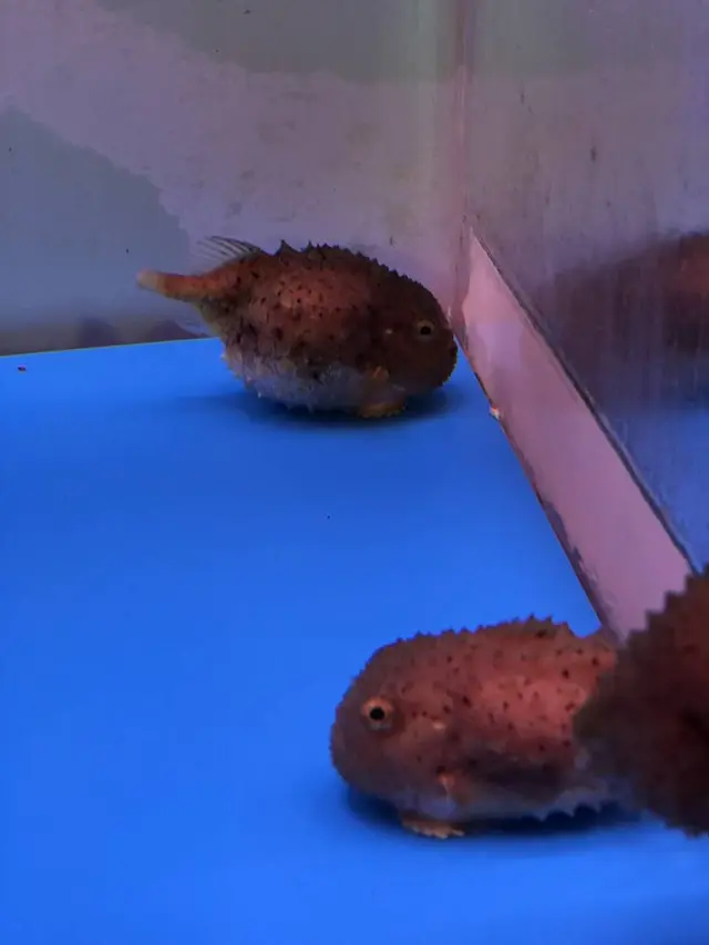 稚内市立ノシャップ寒流水族館