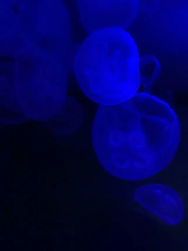 稚内市立ノシャップ寒流水族館