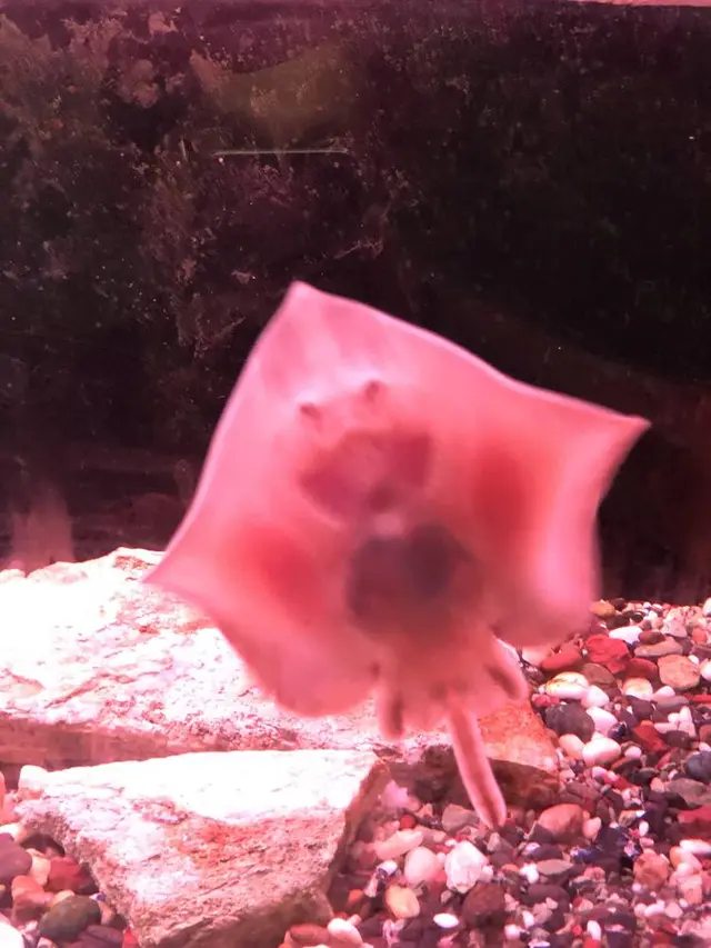 稚内市立ノシャップ寒流水族館