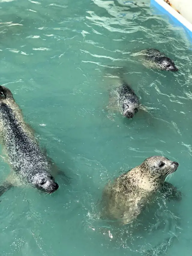 稚内市立ノシャップ寒流水族館