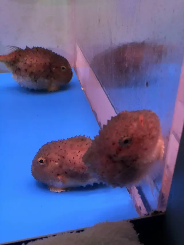 稚内市立ノシャップ寒流水族館