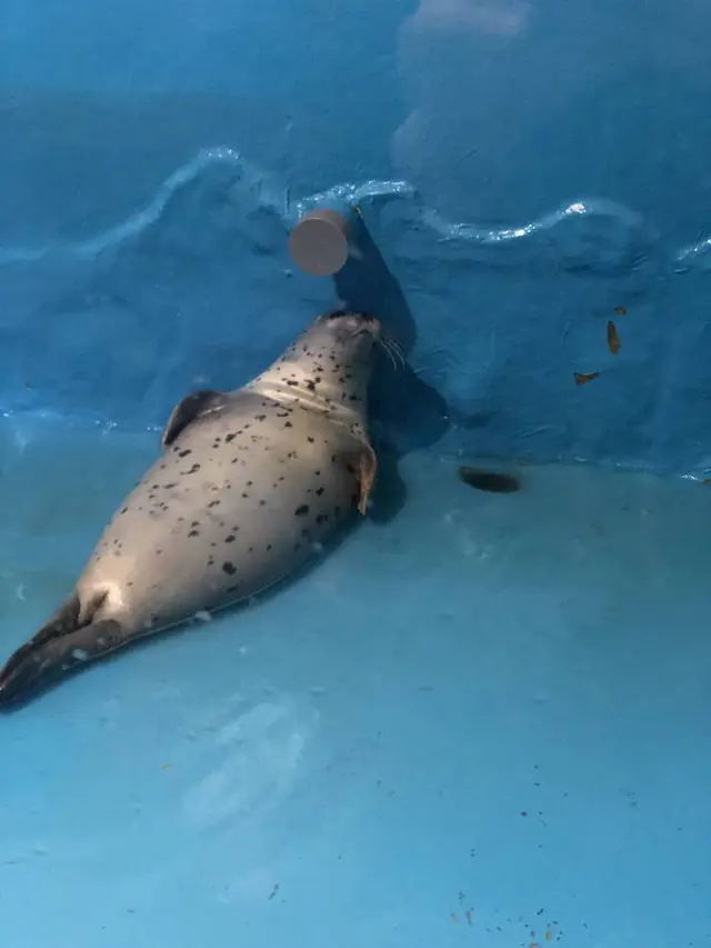 稚内市立ノシャップ寒流水族館