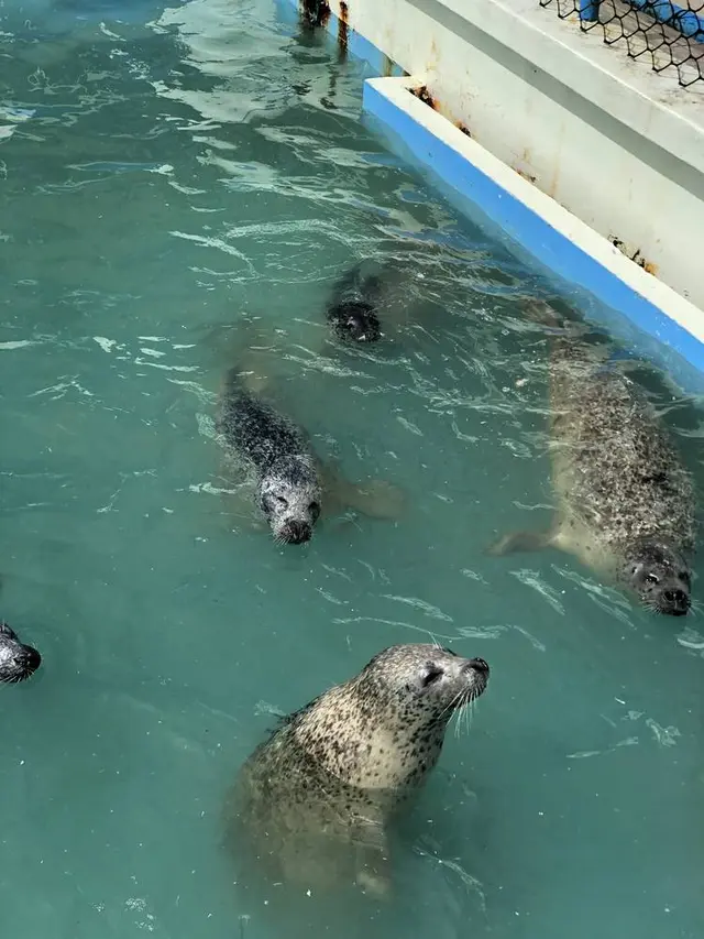 稚内市立ノシャップ寒流水族館