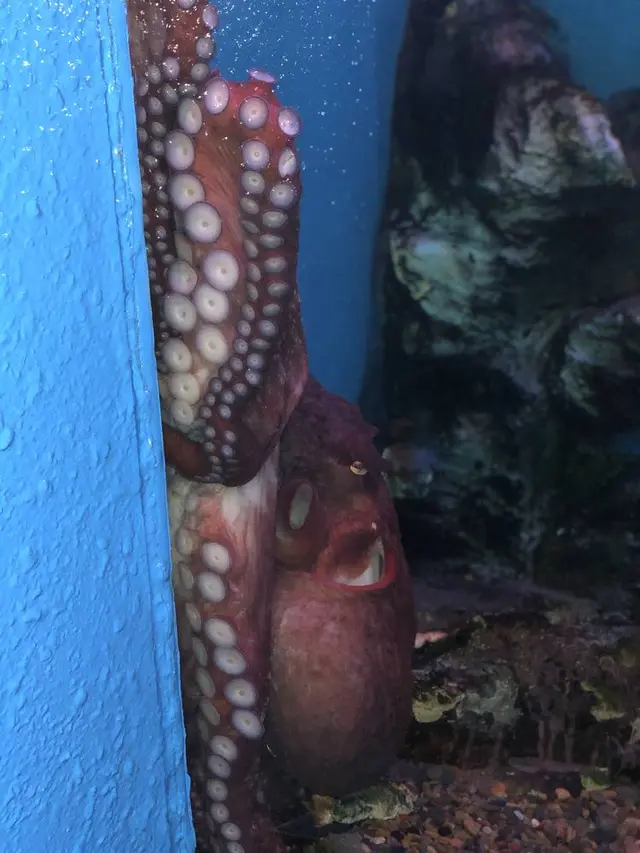 稚内市立ノシャップ寒流水族館