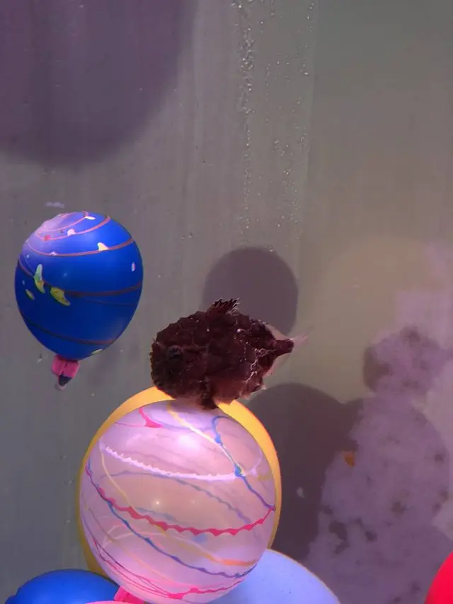 稚内市立ノシャップ寒流水族館