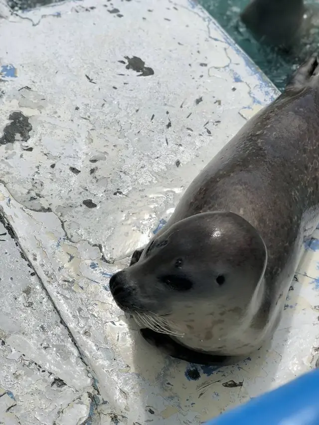 稚内市立ノシャップ寒流水族館