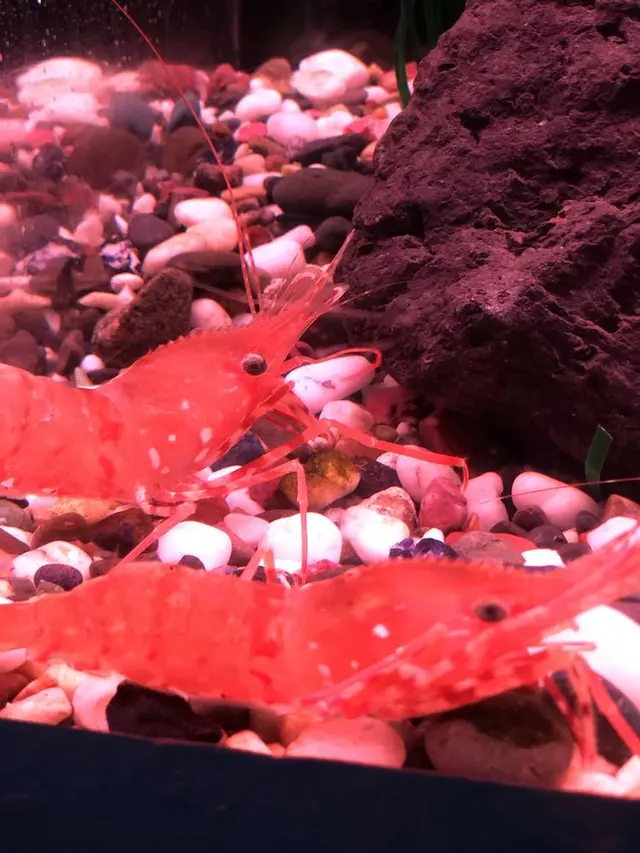 稚内市立ノシャップ寒流水族館