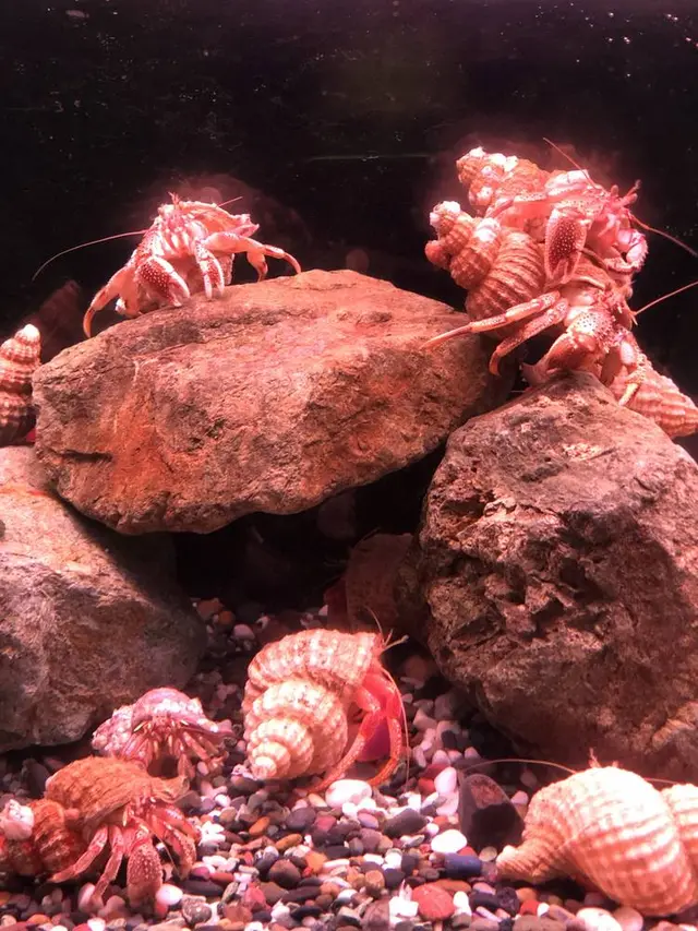 稚内市立ノシャップ寒流水族館