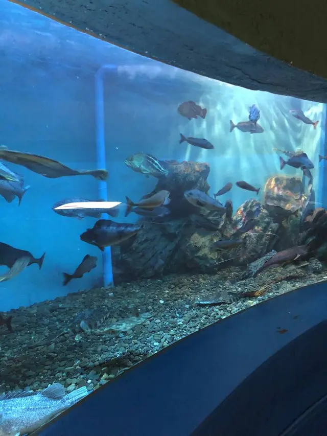 稚内市立ノシャップ寒流水族館