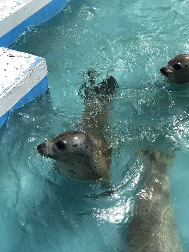 稚内市立ノシャップ寒流水族館