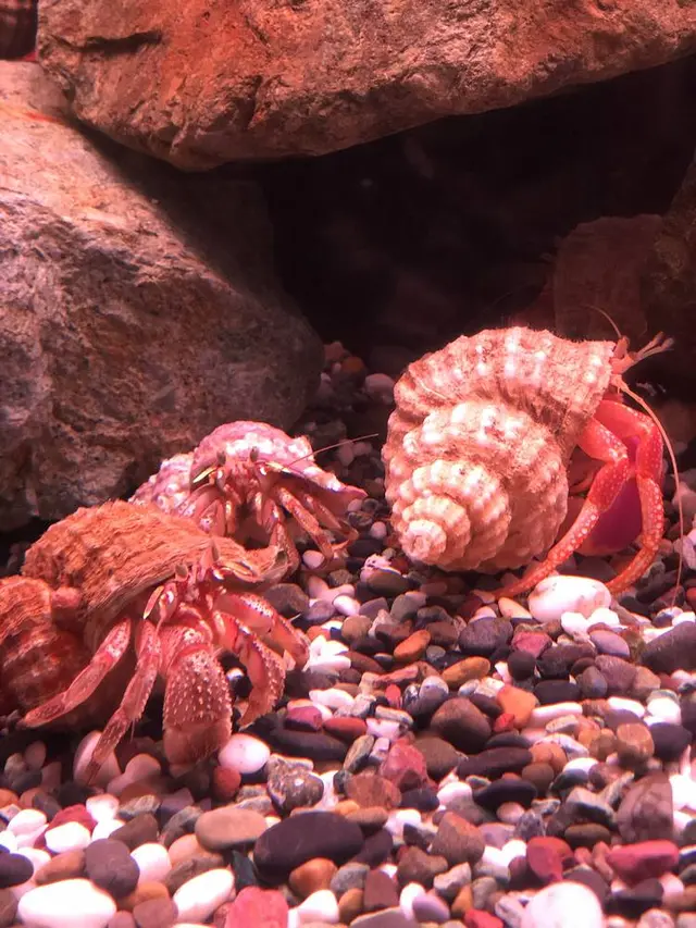 稚内市立ノシャップ寒流水族館
