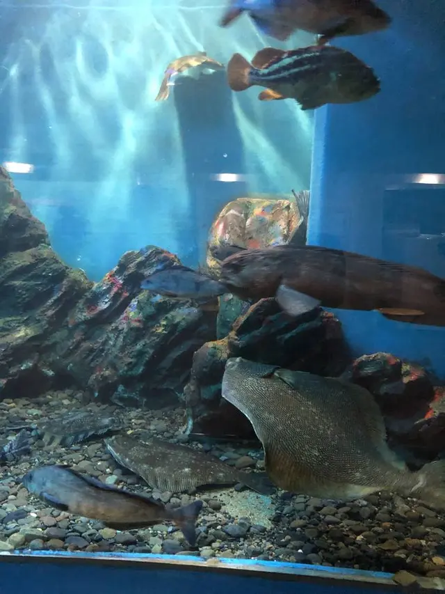 稚内市立ノシャップ寒流水族館
