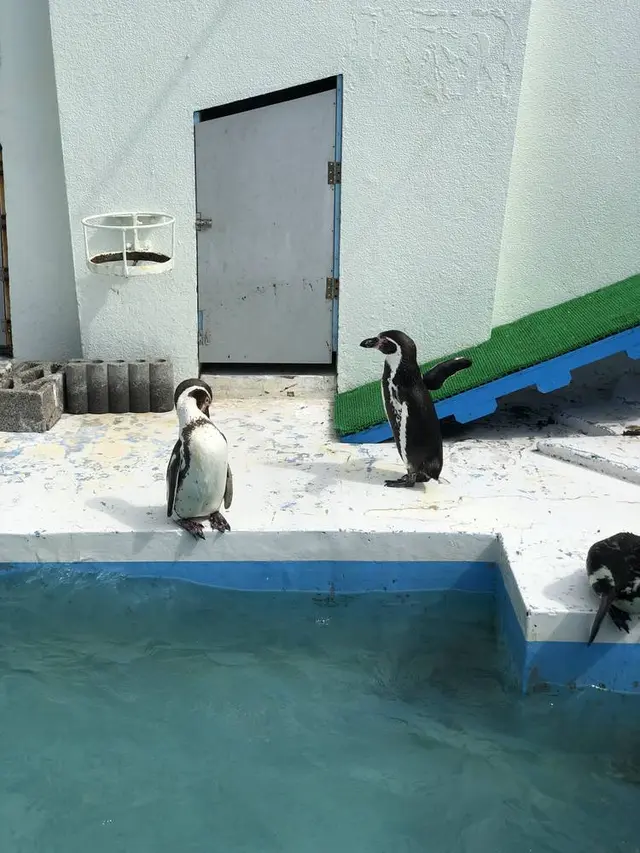 稚内市立ノシャップ寒流水族館