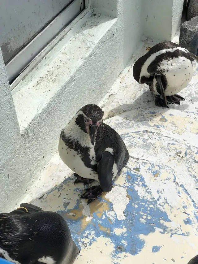 稚内市立ノシャップ寒流水族館