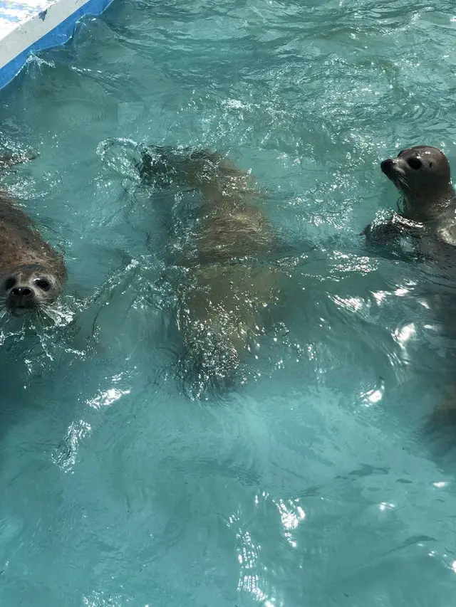 稚内市立ノシャップ寒流水族館