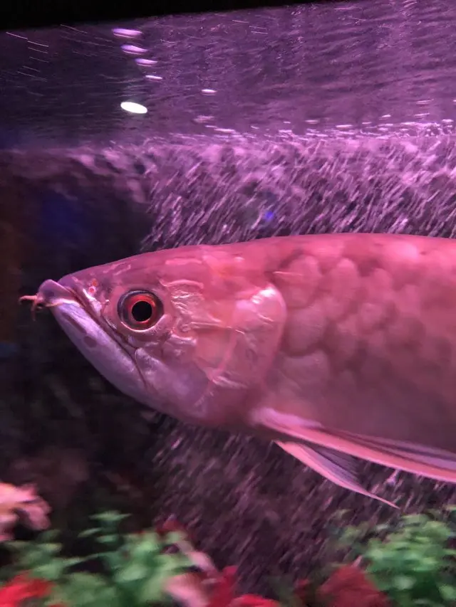 稚内市立ノシャップ寒流水族館