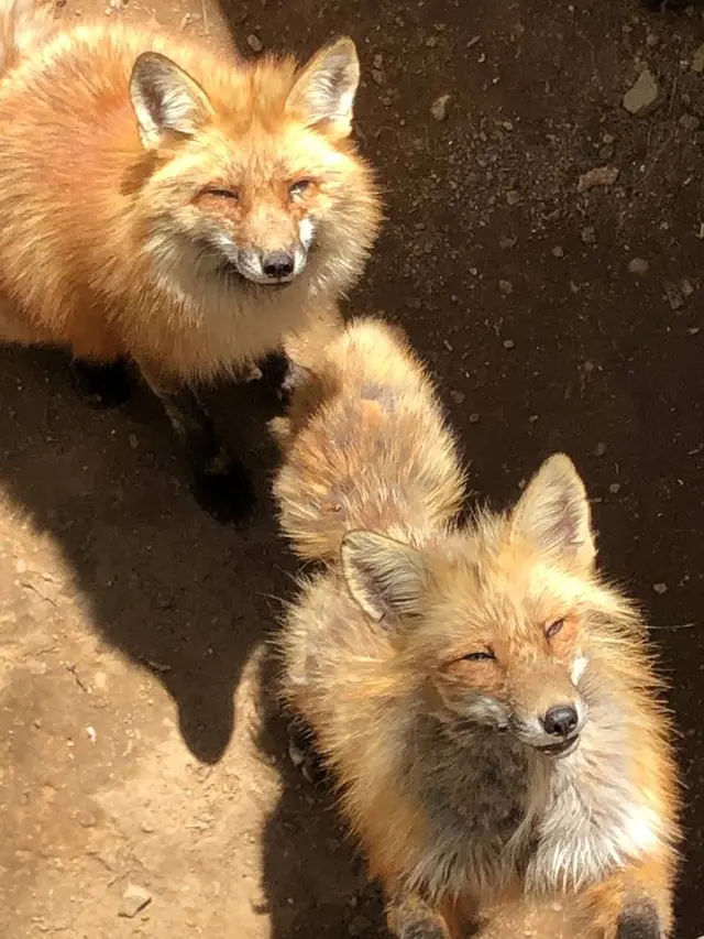 宮城蔵王キツネ村